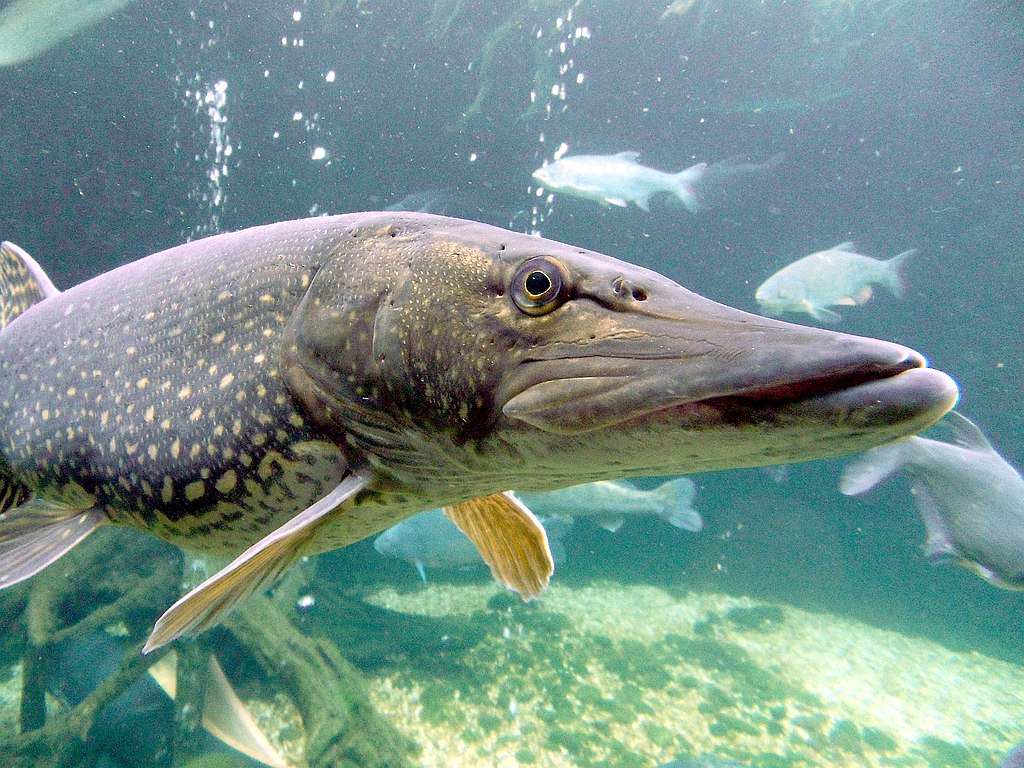 Hành động đẹp: “Phóng sinh” cá hồi phục hồi nguồn thuỷ sản