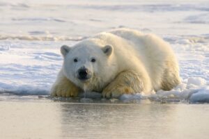 Khám phá những sự thật thú vị về loài gấu Bắc Cực