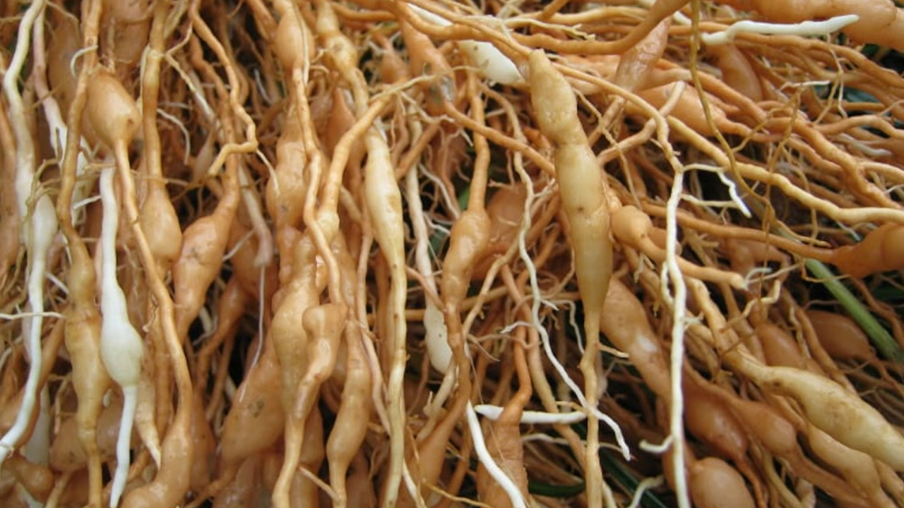 Rễ mạch môn phát triển ở dạng rễ chùm
